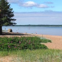 Финский залив :: Александр Ильчевский 
