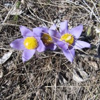 апрель :: Елена Шаламова