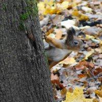 Белки в Ашманн парке, Калининград :: Рита Симонова