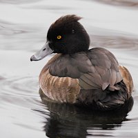 Самка хохлатой чернети :: Лина 