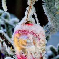 На сибирской ёлке. :: nadyasilyuk Вознюк