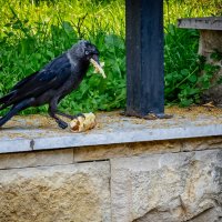 Ворюга :: Михаил К