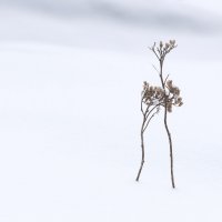 Белый танец :: Марина Фомина.