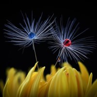 Синий, жёлтый, красный :: Игорь Шевченко