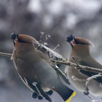 свиристели на аронии :: Сергей Ц