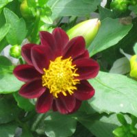 Необычный цвет цветка :: Дмитрий Никитин Необычный цвет цветка :: Дмитрий Никитин