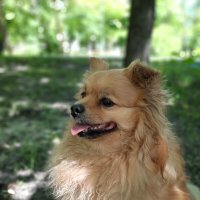 Портрет моей собаки :: Irene Irene