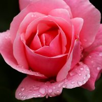 Цветы ушедшего лета :: Юрий. Шмаков