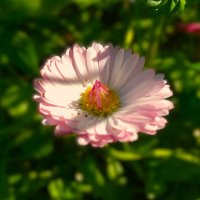 "маргаритка любимая" :: Olga Oskolkova