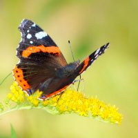 опять про бабочек...232 :: Александр Прокудин