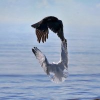 Соприкосновение. :: Татьяна Бравая