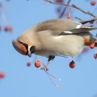 Свиристель :: Виктор Иванович Чернюк