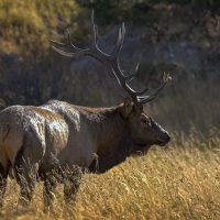 Алтайский марал :: Aleksey Afonin