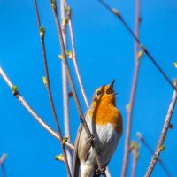 Малиновка. Весенняя песня :: Владимир Лазарев
