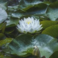 Белоснежная  лилия :: Валентин Семчишин