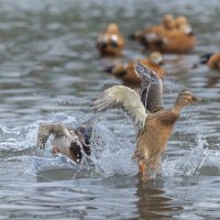 догонялки. :: юрий макаров