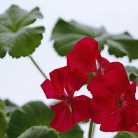 Цветет на подоконнике. :: сергей ермошкин Цветет на подоконнике. :: сергей ермошкин