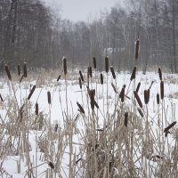 *** :: Владимир Носов