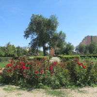 июль :: Елена Шаламова