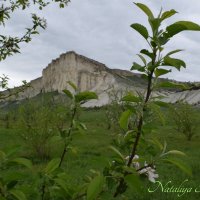 Природа Крыма :: Amazing Cosmea