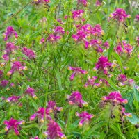 Краски лета. г. Миасс, поселок Селянкино. :: Алексей Трухин