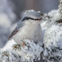 Поползень на елке :: елена беликова