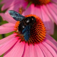 Плотник за работой :: Юрий. Шмаков