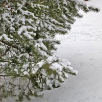26 декабря - к нам пришла снежная зима! :: Светлана 
