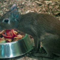 Зоопарк - Оливковый Агути :: Владимир Максимов