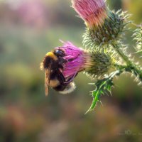 Шмель :: Игорь Сарапулов