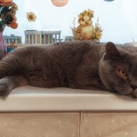 Кот -барин! Семён! :: Лилия *