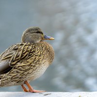 *** :: Николай Климович