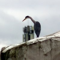 Любопытная :: Юрий. Шмаков