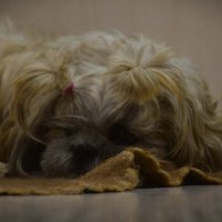 Что же мне попросить у Дед Мороза? :: Юрий Полторыхин.