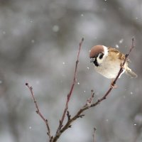 просто, Воробей :: Sergey Gorelov