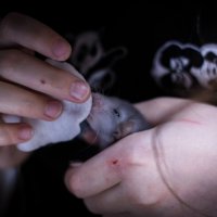 Насморк! :: Артём 