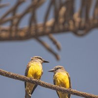 Питомцы Перу :: Svetlana Galvez Питомцы Перу :: Svetlana Galvez