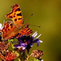 опять про бабочек...240 :: Александр Прокудин