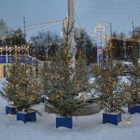 Хоровод ёлочек :: Татьяна Машошина