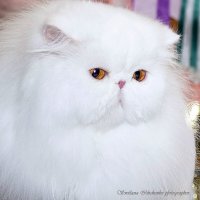 Фото с выставки кошек :: Светлана Ищенко