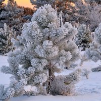 Иней. :: Владимир Мигонькин