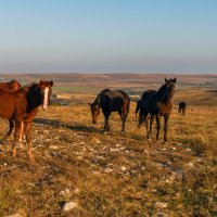 лошади на Белой Скале :: Виталий Емельянов