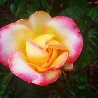 дачное :: Елена Шаламова