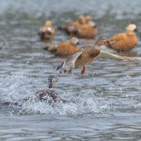 догонялки. :: юрий макаров