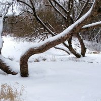В зимнем парке. :: Милешкин Владимир Алексеевич 