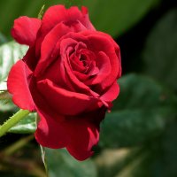 Алая  роза :: Валентин Семчишин