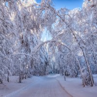 Снежная аллея :: Vladimbormotov 