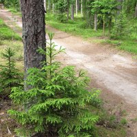 Ёлочкино детство :: Александр Ильчевский 