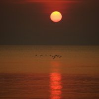 Восход и цапли :: Иван Литвинов