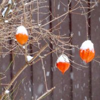 "Развесистая клюква". :: Егор Бабанов